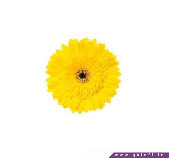 سفارش آنلاین گل ژربرا والتا - Gerbera | گل آف